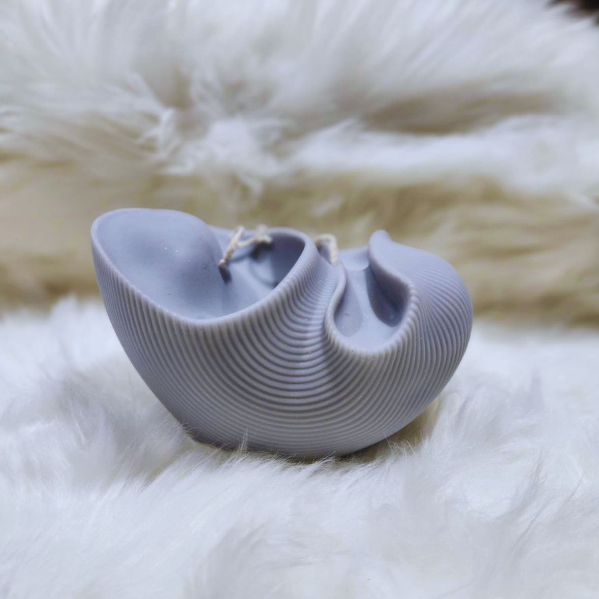 Conch Shell