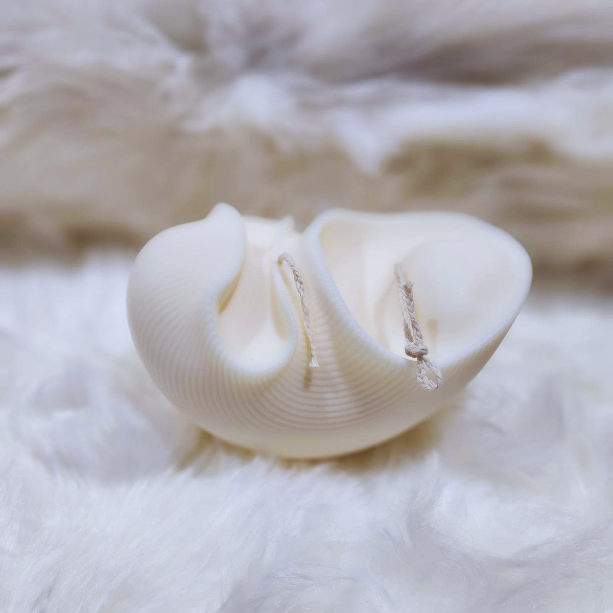 Conch Shell